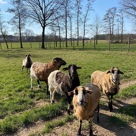 Ferienhof Westermann Waldblick Lähden Kültér fotó